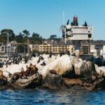 Monterey Bay: Whale Watching Tour Tour Overview