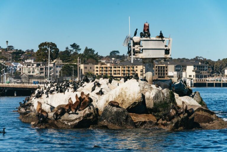 Monterey Bay: Whale Watching Tour Tour Overview