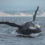 Monterey: Sunset Whale Watching Cruise With A Guide Cruise Overview