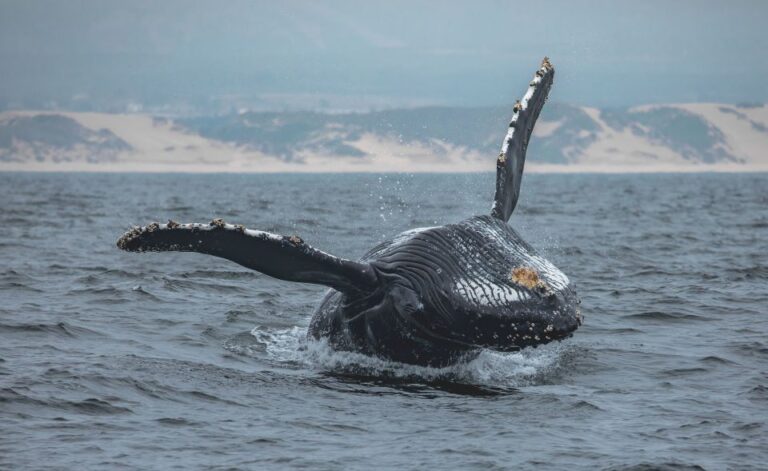 Monterey: Sunset Whale Watching Cruise With A Guide Cruise Overview