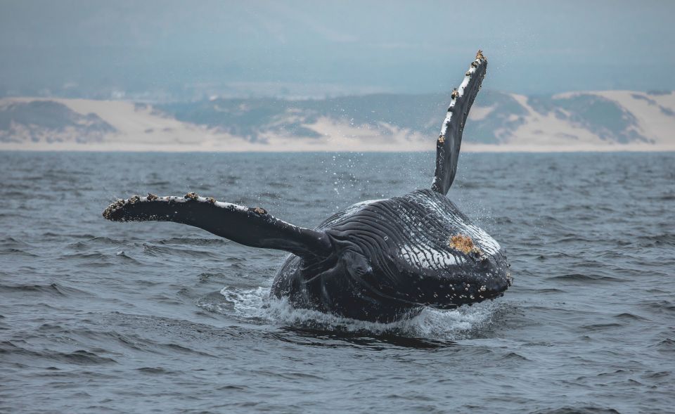 Monterey: Sunset Whale Watching Cruise With a Guide - Cruise Overview