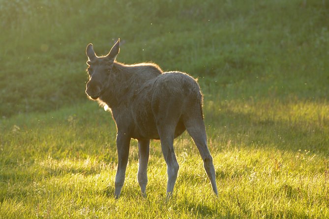 Moose Safari Bodo, Norway, Meet the Largest Land Animal in Europe - Overview of Moose Safari