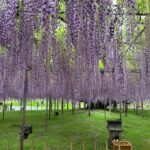 Most Beautiful Great Wisteria In The World Overview Of Ashikaga Flower Park