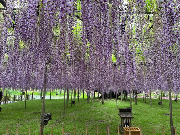 Most Beautiful Great Wisteria In The World Overview Of Ashikaga Flower Park