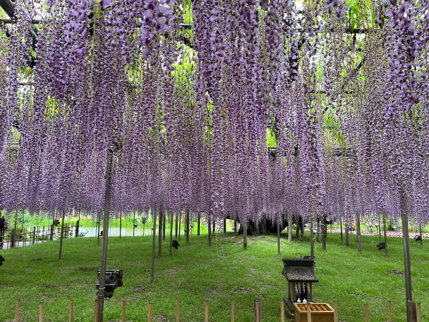 Most Beautiful Great Wisteria in the World - Overview of Ashikaga Flower Park