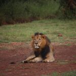 Nairobi National Park Half Day Tour Tour Overview