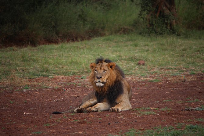 Nairobi National Park Half Day Tour - Tour Overview