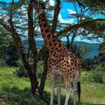 Nairobi National Park Safari With A Visit To Giraffe Center. Inclusions