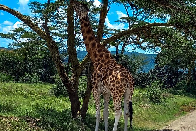 Nairobi National Park Safari With a Visit to Giraffe Center. - Inclusions