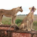 Nairobi National Park Tour Overview Of Nairobi National Park