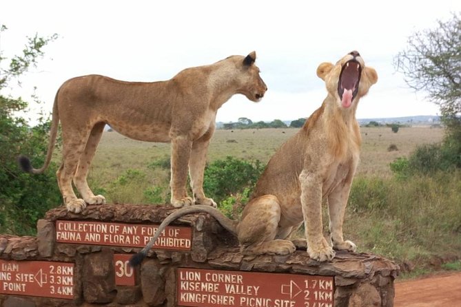 Nairobi National Park Tour - Overview of Nairobi National Park