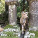 Nara: Half Day Private Guided Tour Tour Overview And Pricing