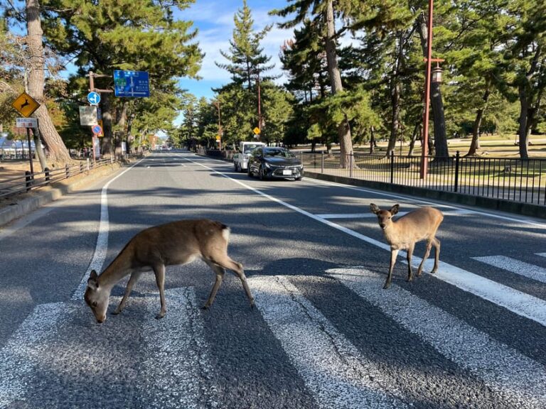 Nara Hiking Tour Review: Buddha, Deer, And Shrines Activity Overview