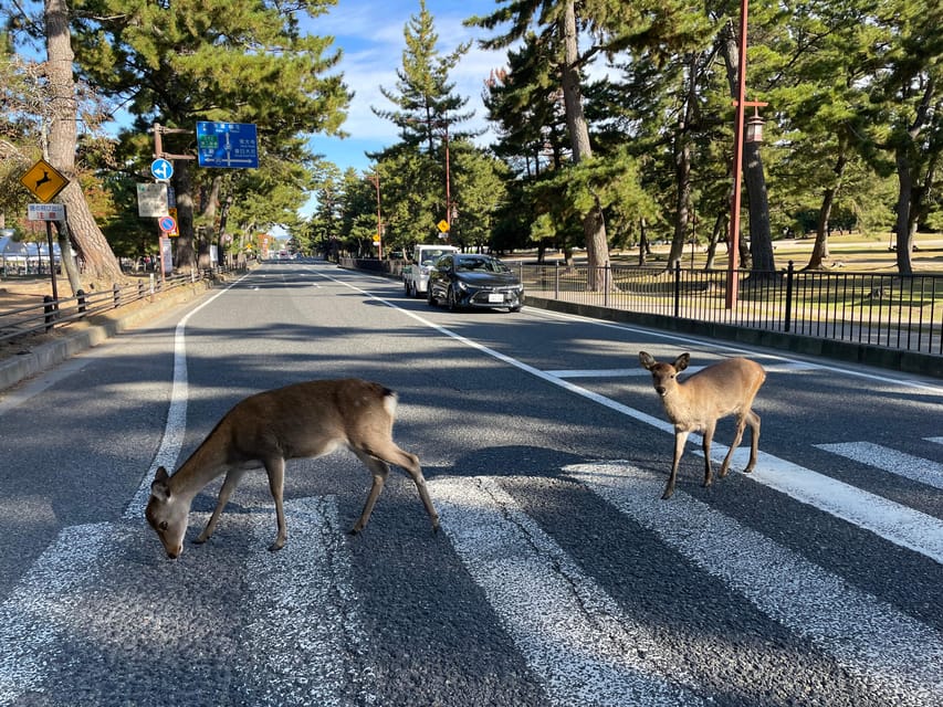 Nara Hiking Tour Review: Buddha, Deer, and Shrines - Activity Overview