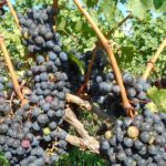 Niagara Falls, Canada: Full Day Private Winery Tour Customized Winery Tour Itinerary