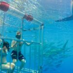 Oahu: Shark Cage Dive On The North Shore Tour Overview