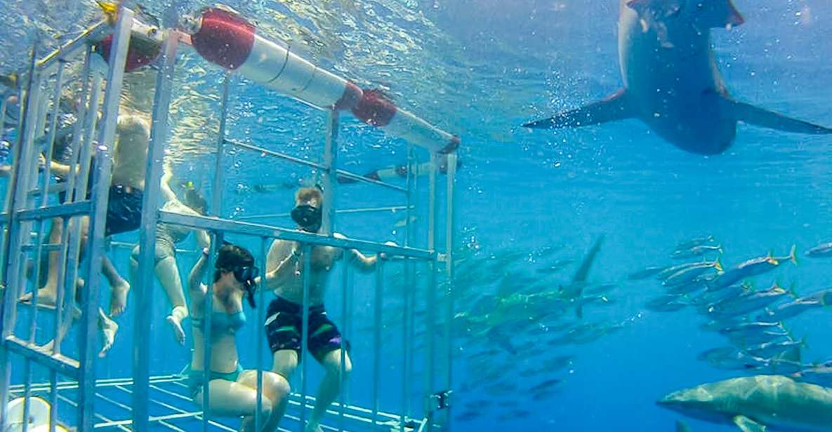 Oahu: Shark Cage Dive on the North Shore - Tour Overview