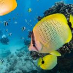 Oahu: Waikiki Discovery Scuba Diving For Beginners Scuba Diving Experience Overview