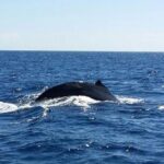 Oahu: Whale Watching Afternoon Sailing Cruise Activity Overview