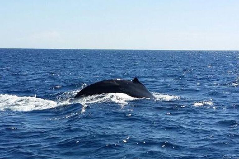 Oahu: Whale Watching Afternoon Sailing Cruise Activity Overview