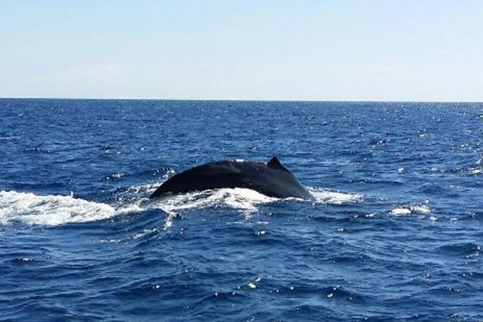 Oahu: Whale Watching Afternoon Sailing Cruise - Activity Overview