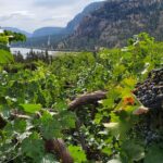 Okanagan Falls Private Wine Tour Full Day Wineries Visited