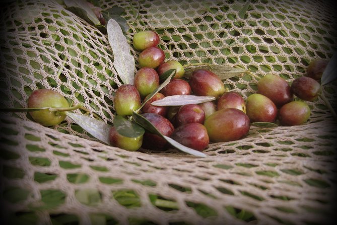 Olive Oil Tour With Tuscan Dinner - Location and Meeting Point