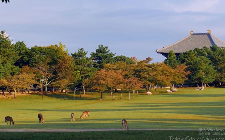 One Day Private Customized Self Guided Tour In Nara Tour Overview And Pricing