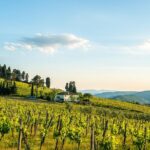 Organic Winery Tour And Tasting In Tuscany Chianti Hills Overview Of Fattoria Lavacchio