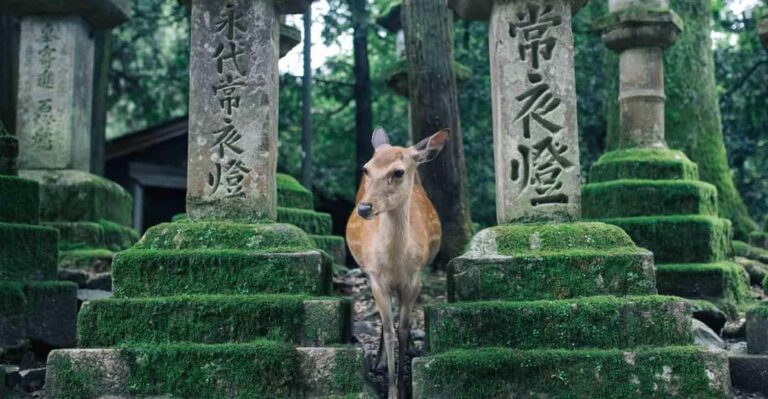 Osaka: Nara & Uji Day Tour: Deer Park, Matcha & Hot Springs Tour Overview And Pricing