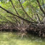 Paradise Island & Mangroves Tour Key Highlights