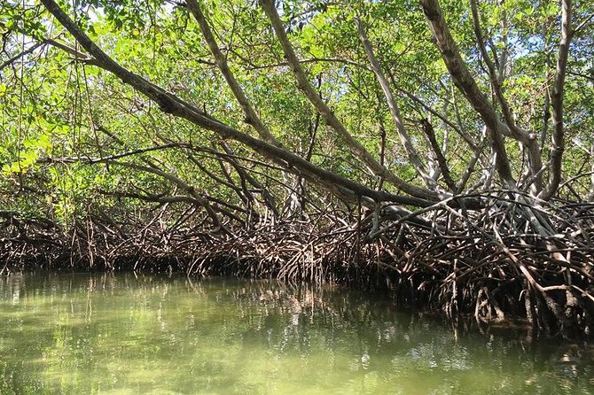 Paradise Island & Mangroves Tour - Key Highlights