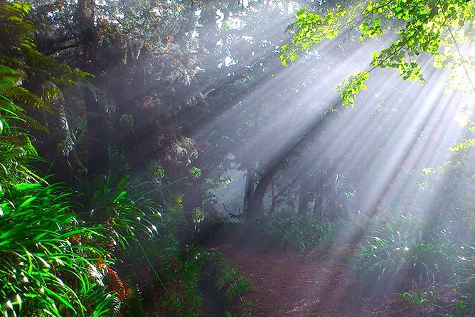 Paradise Valley Levada Walk Overview