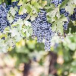 Paso Robles: All Inclusive Wine Tasting Tour With Lunch About The Tour