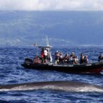 Pico Island: Azores Whale & Dolphin Watching On Zodiac Boat Activity Overview