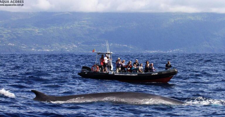 Pico Island: Azores Whale & Dolphin Watching On Zodiac Boat Activity Overview