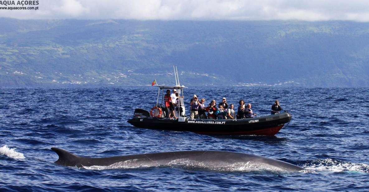 Pico Island: Azores Whale & Dolphin Watching on Zodiac Boat - Activity Overview