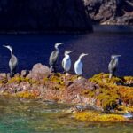 Porto: Half Day Cruise Scandola Reserve & Calanche De Piana Overview Of The Cruise