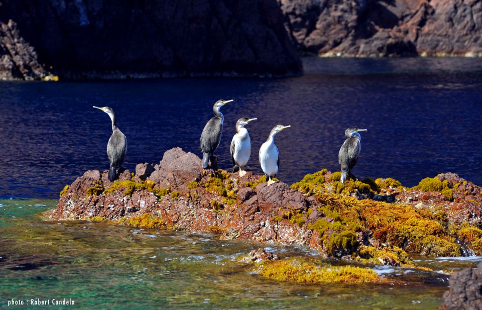 Porto: Half-Day Cruise Scandola Reserve & Calanche De Piana - Overview of the Cruise