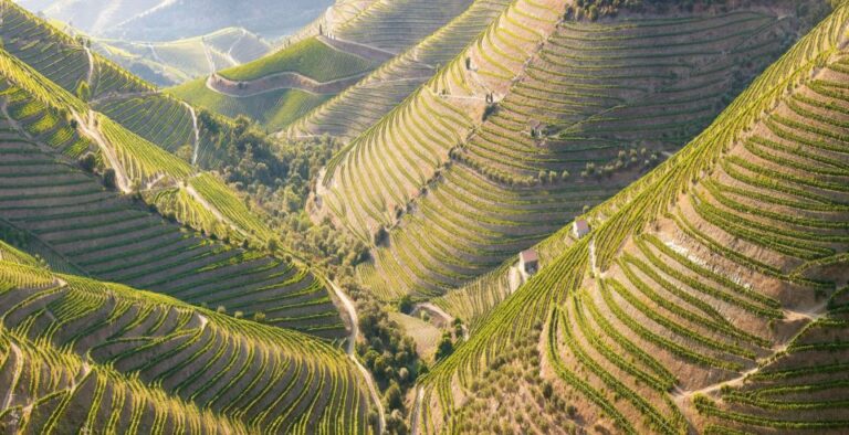 Porto: Private Tour Wineries, Tastings, Picnic, Boat Trip Overview Of The Tour