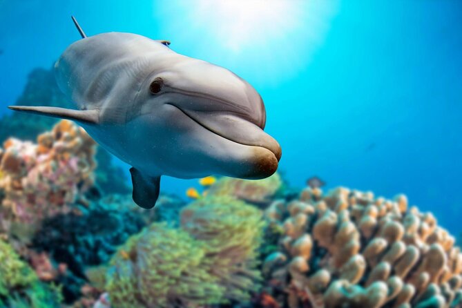 Private Boat Full Day Swimming With Dolphins Trip - Hurghada - Inclusions