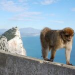 Private Day To Gibraltar From Marbella Or Marbella Tour Overview