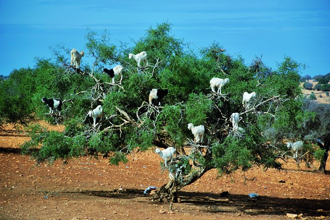 Private Day Trip From Marrakech To Essaouira Mogador Inclusions