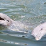 Private Dolphin Tours In The Amazing Savannah Marsh Activity Details