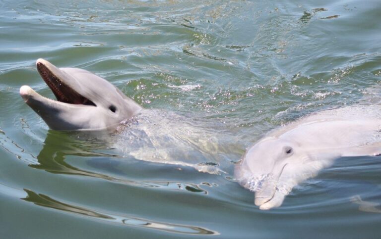 Private Dolphin Tours In The Amazing Savannah Marsh Activity Details