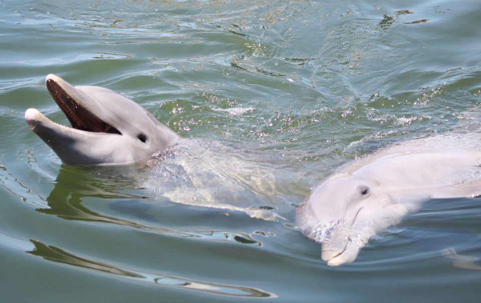 Private Dolphin Tours in the Amazing Savannah Marsh - Activity Details