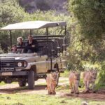 Private Garden Route Tour From Cape Town With Game Drive Overview Of The Garden Route Tour