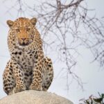 Private Morning Game Drive From Hazyview L Kruger National Park Tour Overview