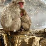 Private Snow Monkey Zenkoji Temple Sightseeing Day Tour Tour Overview