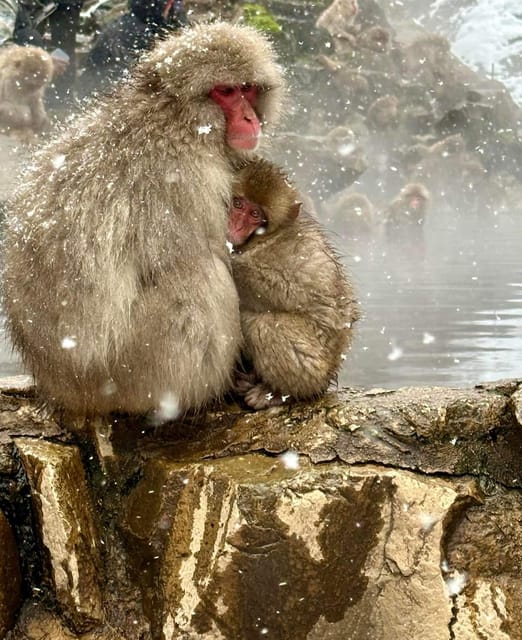 Private Snow Monkey Zenkoji Temple Sightseeing Day Tour - Tour Overview